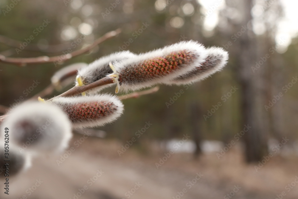 branch of willow branch of willow