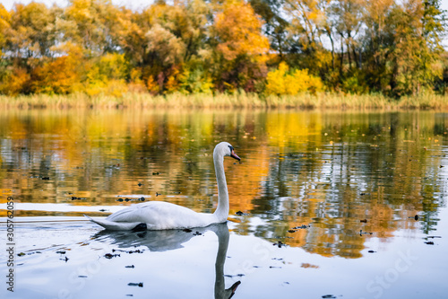   ab  dzie nad stawem