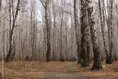 trees in the forest