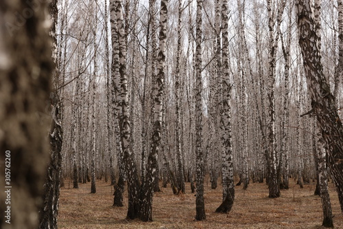 trees in the forest