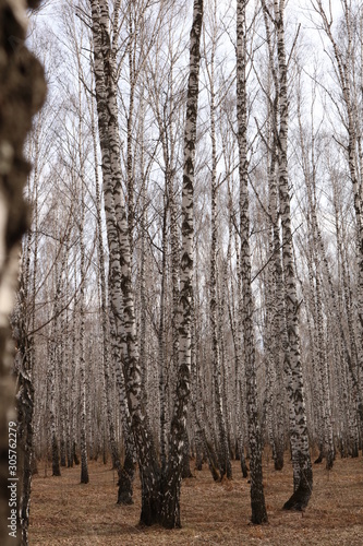 trees in winter forest