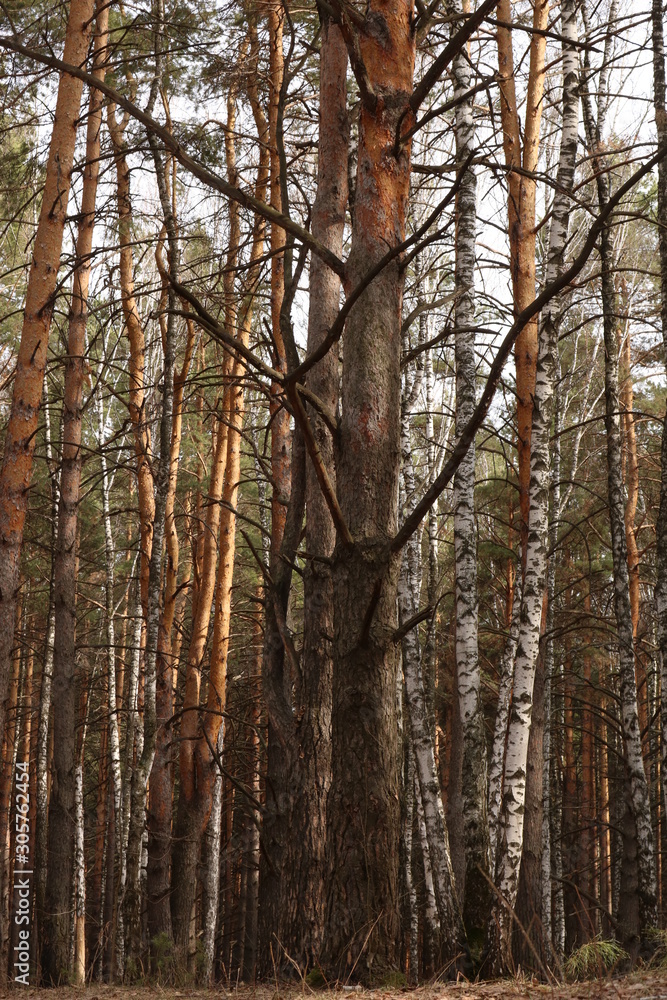 trees in forest