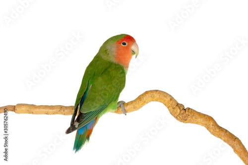 Beautiful lovebird on a branch photo