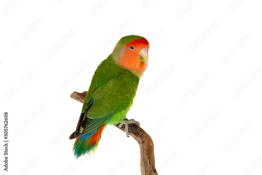 Beautiful lovebird on a branch