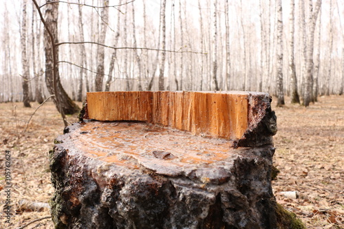 bench in the park