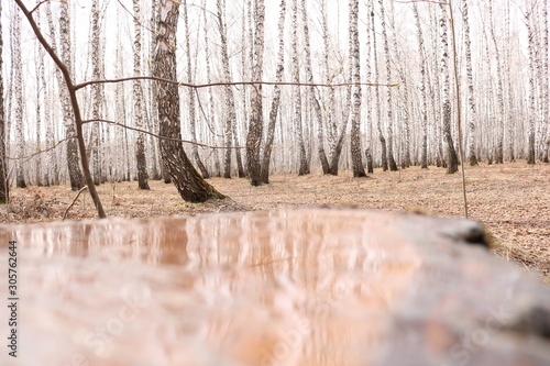 trees in winter