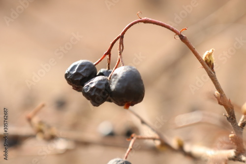 berries on a branch