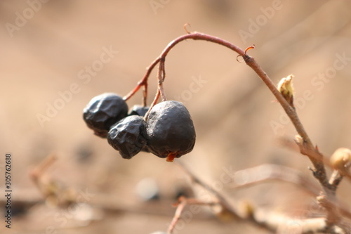 bunch of grapes