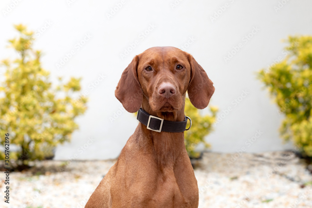 Hungarian shorthaired dog