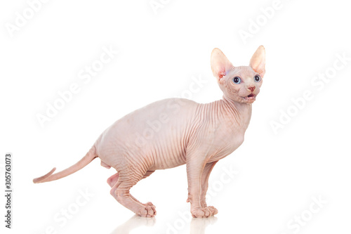 Sphinx cat