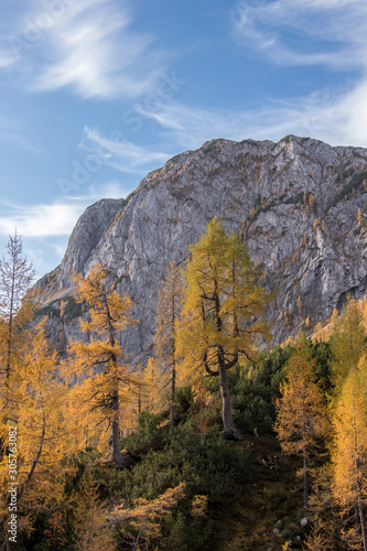 Some larch trees with mount Ogradi