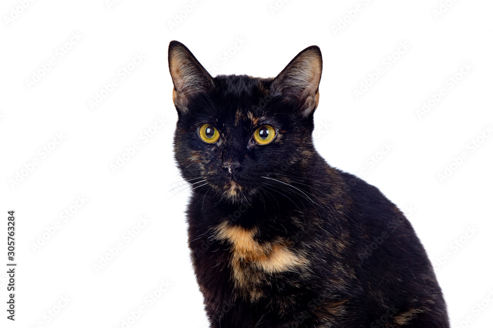 Beautiful black and brown cat