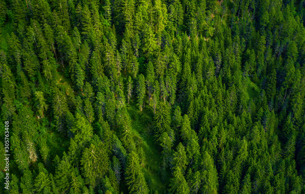 top view green trees top view green trees