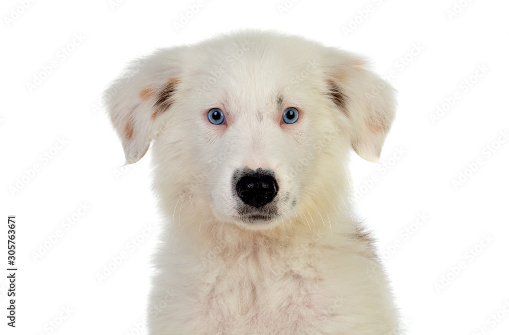 Beautiful puppy with blue eyes Beautiful puppy with blue eyes