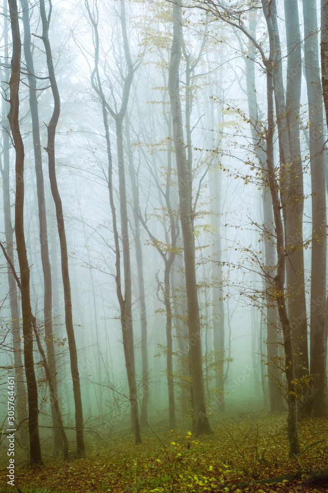 Early morning in the beech forest with fog, Cindrel mountains, Romania Early morning in the beech forest with fog, Cindrel mountains, Romania