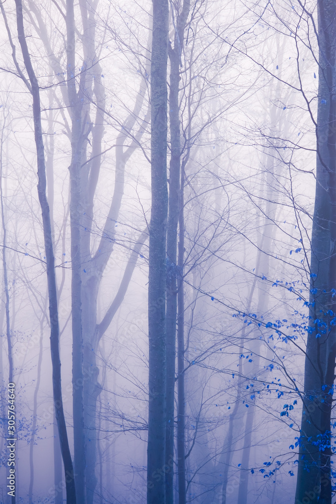 Early morning in the beech forest with fog, Cindrel mountains, Romania Early morning in the beech forest with fog, Cindrel mountains, Romania