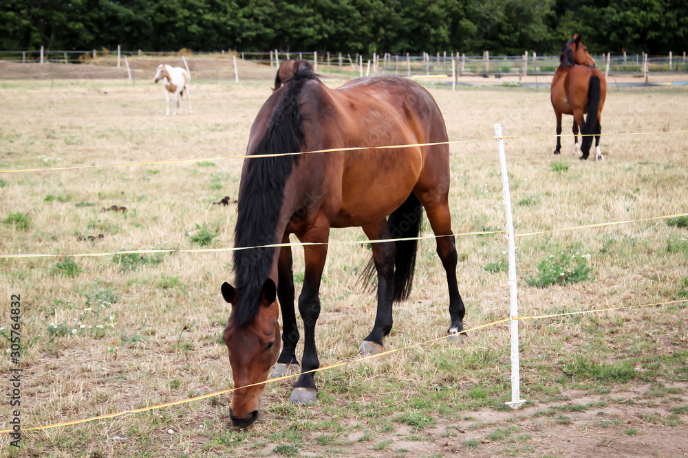 Pferde, Hengst, Stute auf einer Farm, Koppel beim grasen Pferde, Hengst, Stute auf einer Farm, Koppel beim grasen