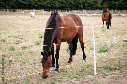 Pferde, Hengst, Stute auf einer Farm, Koppel beim grasen © boedefeld1969