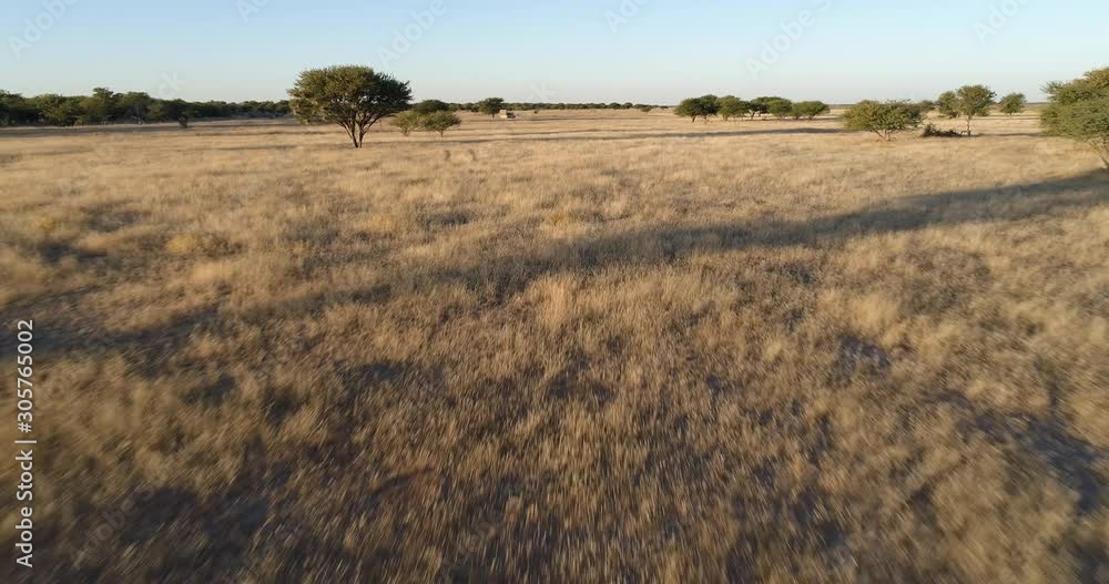 4K aerial fly over view of a safari vehicle driving through the African savannah grasslands, Namibia 4K aerial fly over view of a safari vehicle driving through the African savannah grasslands, Namibia