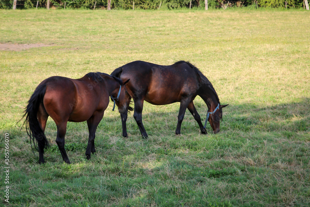 Pferde, Hengst, Stute auf einer Farm, Koppel beim grasen Pferde, Hengst, Stute auf einer Farm, Koppel beim grasen