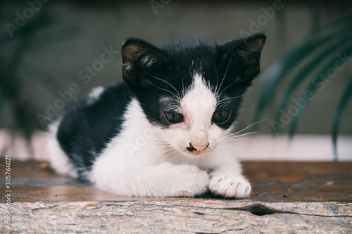 young cat on wooden table