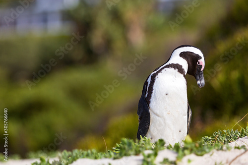 African Penguin posing at Boulders Beach, South Africa