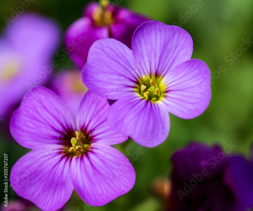 eine Nahaufnahme von einer sehr schönen lilafarbene Blüte