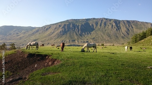 horses in the mountains 