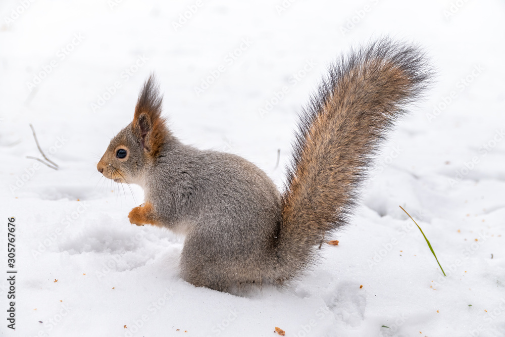 The squirrel sits on white snow The squirrel sits on white snow