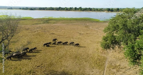Aerial view of a breeding herd of elephants walking along the banks of a river, Zimbabwe