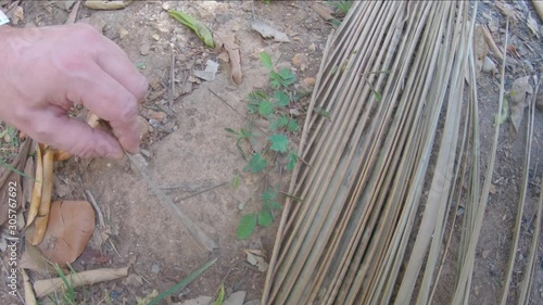 Man plays with mimosa pudica called sensitive plant. Leaves close after touch photo