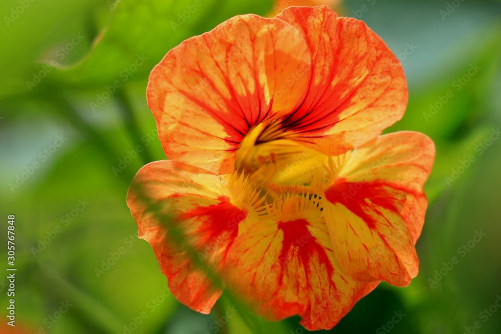 Nasturtium flowers. Tropaeolum majus garden nasturtium, Indian cress, or monks cress is a species of flowering plant in the family Tropaeolaceae. Flower and foliage. Nasturtium flowers. Tropaeolum majus garden nasturtium, Indian cress, or monks cress is a species of flowering plant in the family Tropaeolaceae. Flower and foliage.