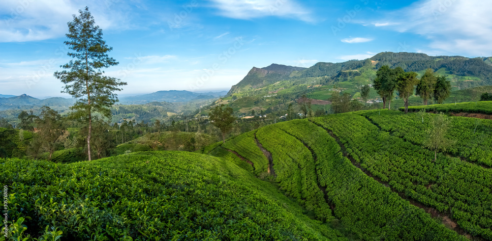 Tea Plantation in Sri Lanka	