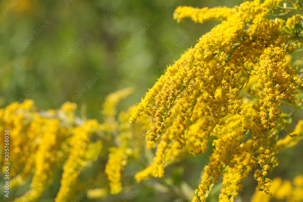View of Solidago altissima, the Canada goldenrod or late goldenrod, flowers on the meadow in summer. Blurred background. Copy space. It's the state flower of the U.S. states of Kentucky and Nebraska. View of Solidago altissima, the Canada goldenrod or late goldenrod, flowers on the meadow in summer. Blurred background. Copy space. It's the state flower of the U.S. states of Kentucky and Nebraska.
