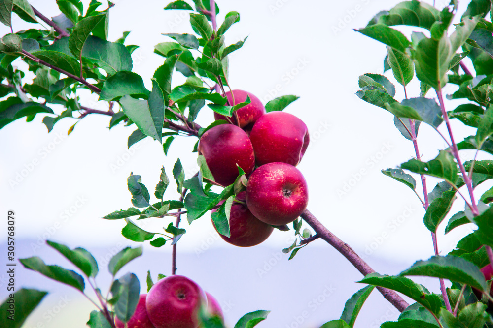 Obraz premium Apple