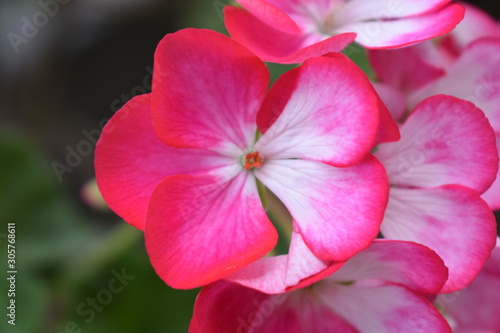 Pink and White gradient Geranium closeup