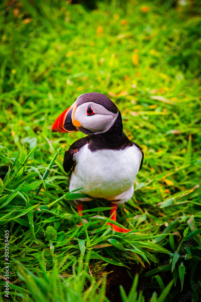 Atlantic Puffin in green grass Atlantic Puffin in green grass