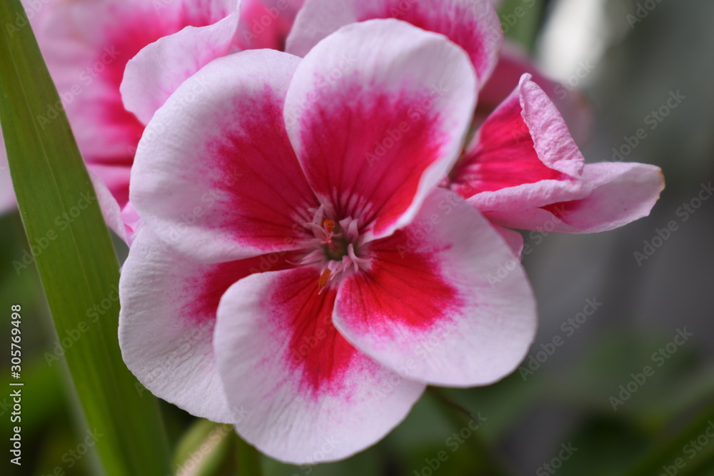 White and Pink gradient Geranium or Pelargonium macro closeup White and Pink gradient Geranium or Pelargonium macro closeup