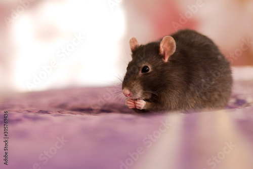 the rat is sitting on the bedspread