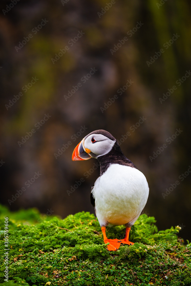 Atlantic Puffin on edge of cliff Atlantic Puffin on edge of cliff