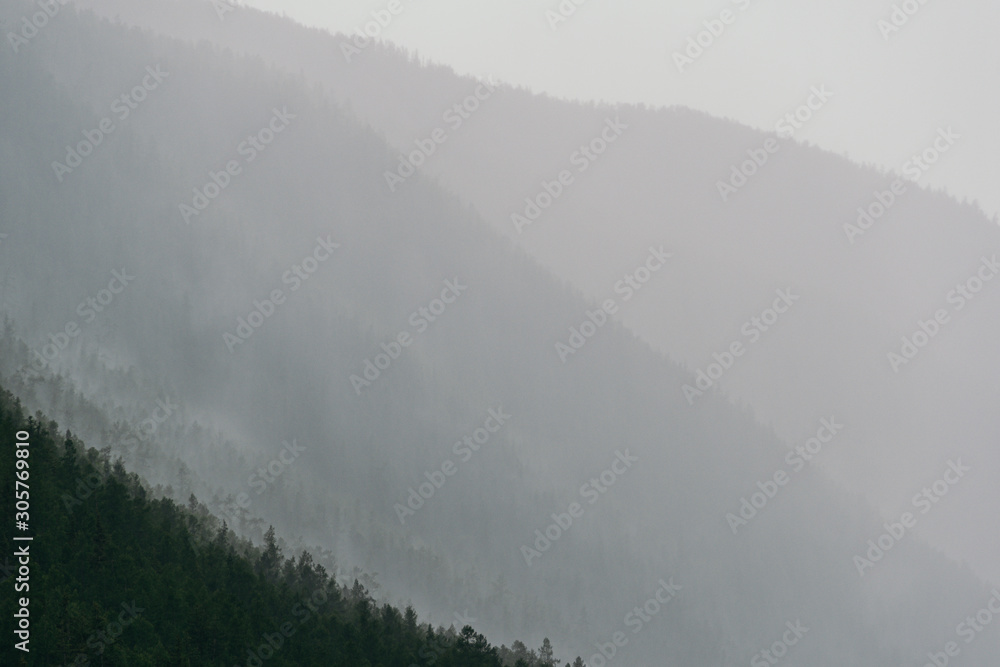 Soft fog on hillside. Haze on mountain in coniferous forest after rain