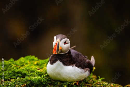 Atlantic Puffin on edge of cliff photo