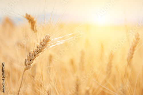 Wheat ear close up. Field of wheat in Provence  France. Macro image  selective focus. Beautiful summer nature background.