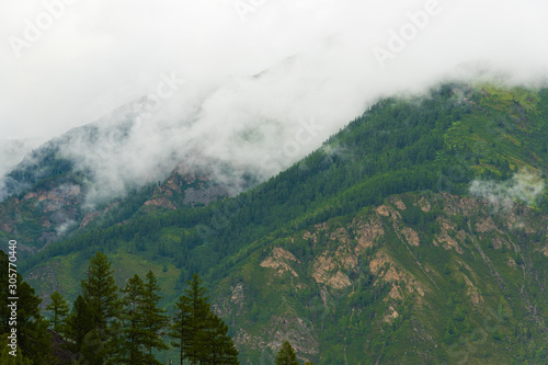 Green hillside in fog. Low clouds in coniferous forest © Koirill