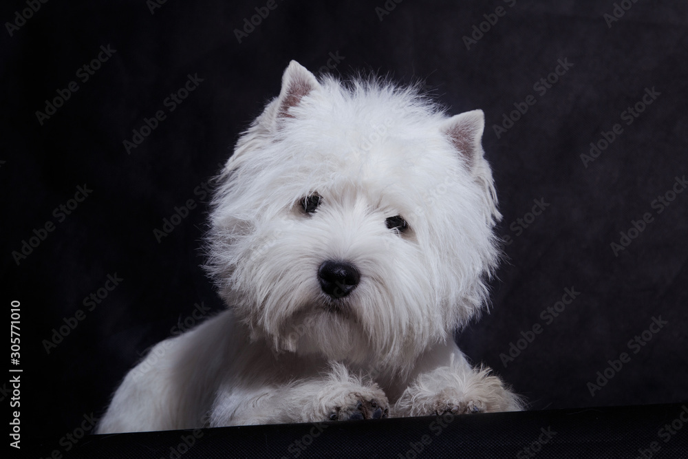Small white dog of the West Highland White Terrier breed on a black background