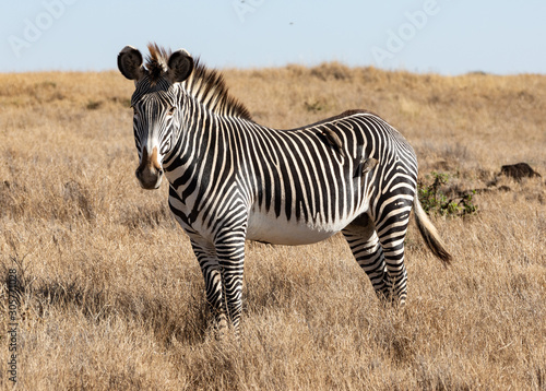 Grévy's zebra in Lewa Conservancy, Kenya photo