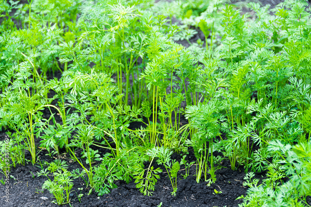 Green carrot leaves grow in a garden bed