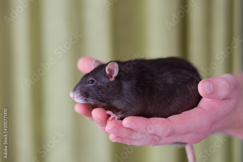 cute rat sits on the palms of man