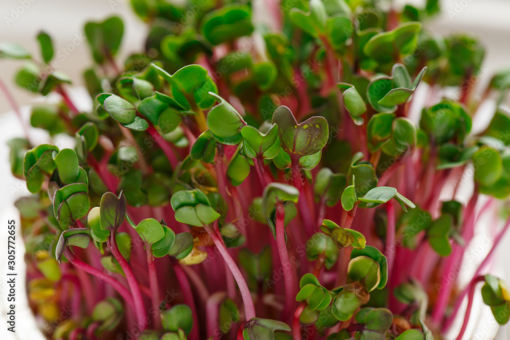 Close-up of radish microgreens - green leaves and purple stems. Sprouting Microgreens. Seed Germination at home. Vegan and healthy eating concept. Sprouted Radish Seeds, Micro greens. sprouts. Close-up of radish microgreens - green leaves and purple stems. Sprouting Microgreens. Seed Germination at home. Vegan and healthy eating concept. Sprouted Radish Seeds, Micro greens. sprouts.
