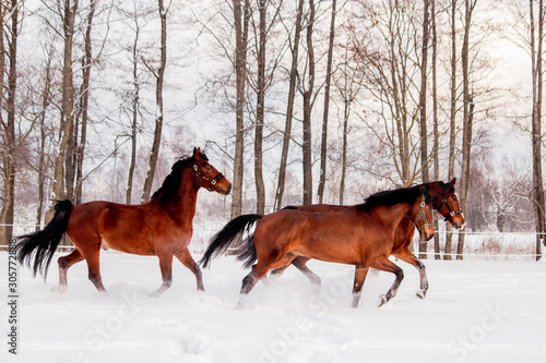 Three bay horses playing in the snow in winter